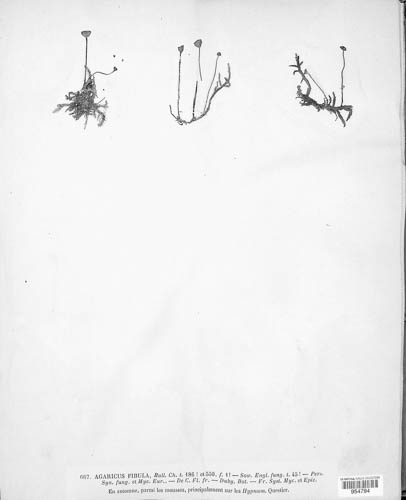 Rickenella fibula image